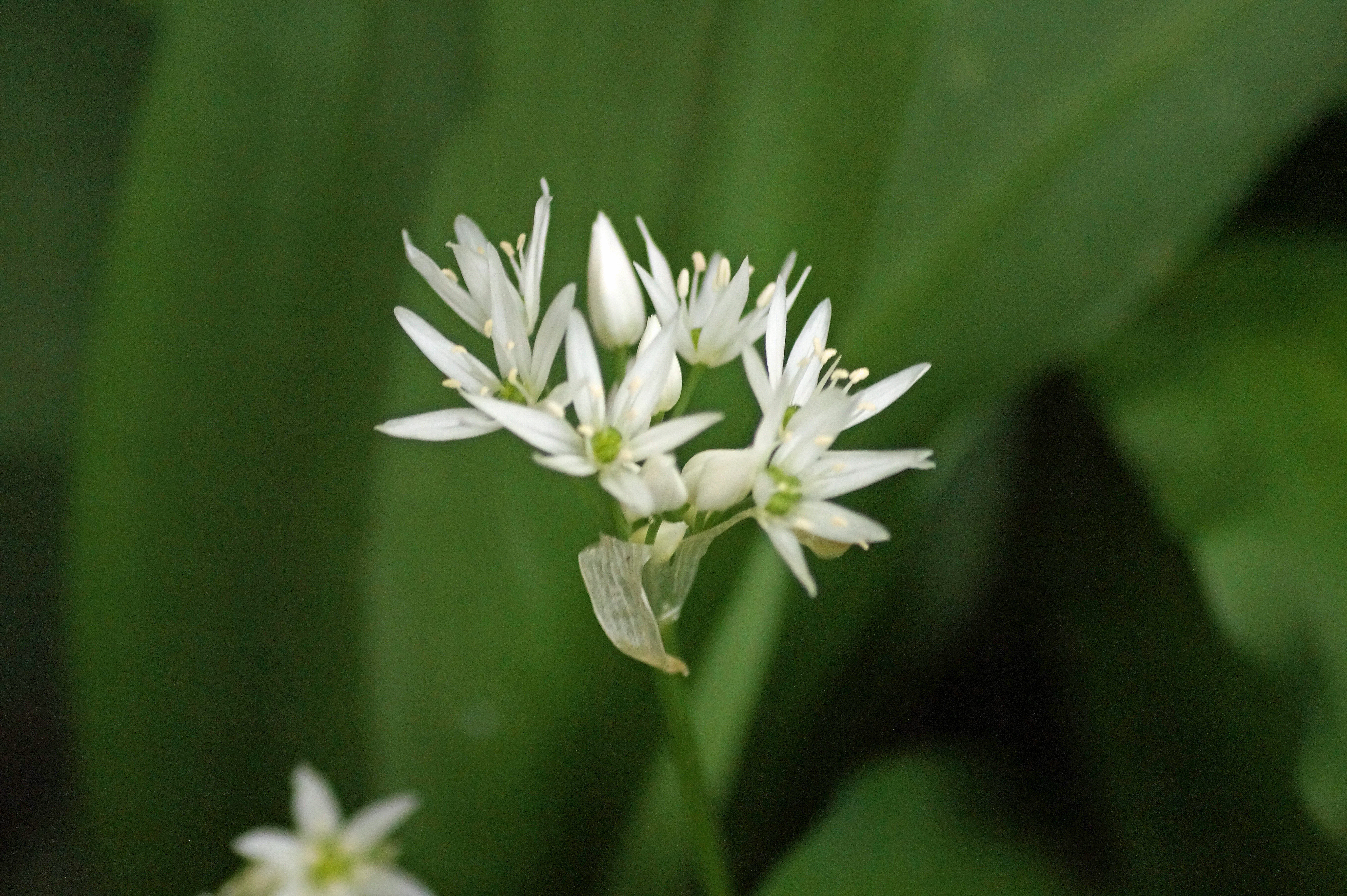 Allium ursinumDaslook bestellen